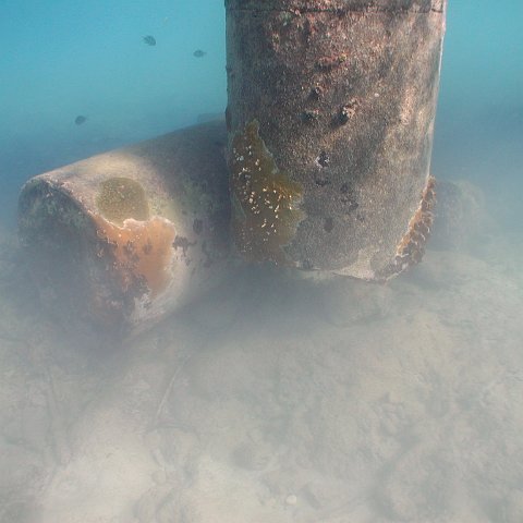 curocaobocaunderwaterleesurvey_117 curocaobocaunderwaterleesurvey_117
