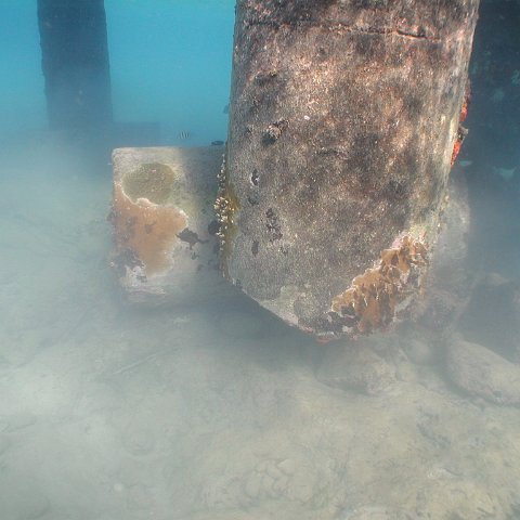 curocaobocaunderwaterleesurvey_118 curocaobocaunderwaterleesurvey_118
