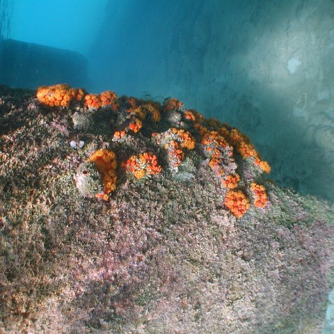 curocaobocaunderwaterleesurvey_120 curocaobocaunderwaterleesurvey_120