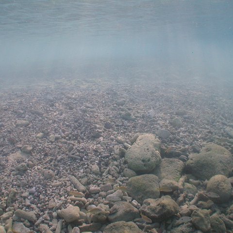 curocaobocaunderwaterleesurvey_121 curocaobocaunderwaterleesurvey_121
