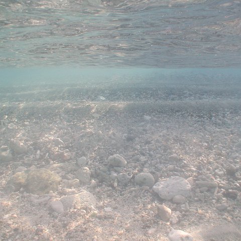 curocaobocaunderwaterleesurvey_122 curocaobocaunderwaterleesurvey_122
