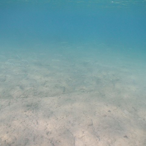 curocaobocaunderwaterleesurvey_123 curocaobocaunderwaterleesurvey_123