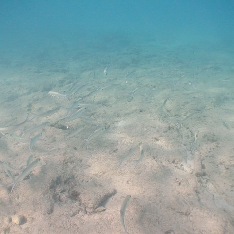 curocaobocaunderwaterleesurvey_124 curocaobocaunderwaterleesurvey_124