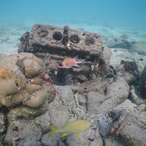 curocaobocaunderwaterleesurvey_126 curocaobocaunderwaterleesurvey_126