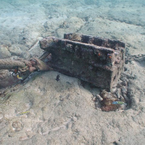 curocaobocaunderwaterleesurvey_127 curocaobocaunderwaterleesurvey_127