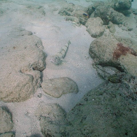 curocaobocaunderwaterleesurvey_129 curocaobocaunderwaterleesurvey_129