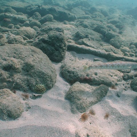 curocaobocaunderwaterleesurvey_130 curocaobocaunderwaterleesurvey_130