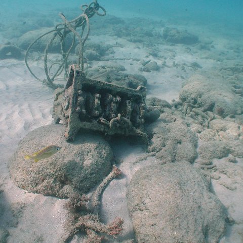 curocaobocaunderwaterleesurvey_131 curocaobocaunderwaterleesurvey_131