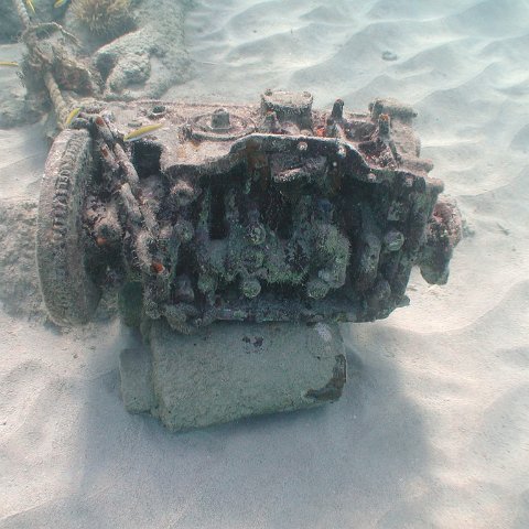 curocaobocaunderwaterleesurvey_132 curocaobocaunderwaterleesurvey_132