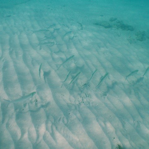 curocaobocaunderwaterleesurvey_133 curocaobocaunderwaterleesurvey_133