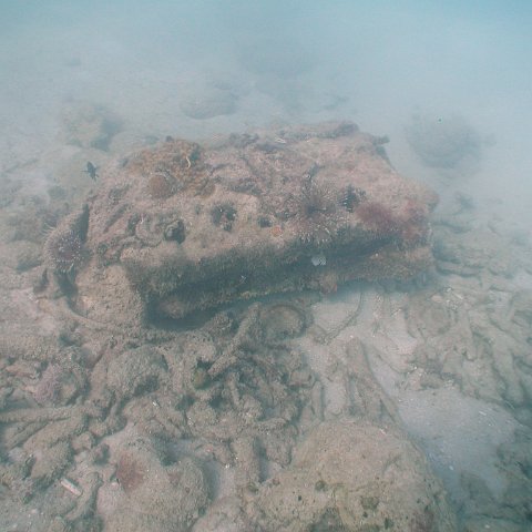 curocaobocaunderwaterleesurvey_134 curocaobocaunderwaterleesurvey_134