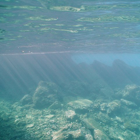 curocaobocaunderwaterleesurvey_136 curocaobocaunderwaterleesurvey_136