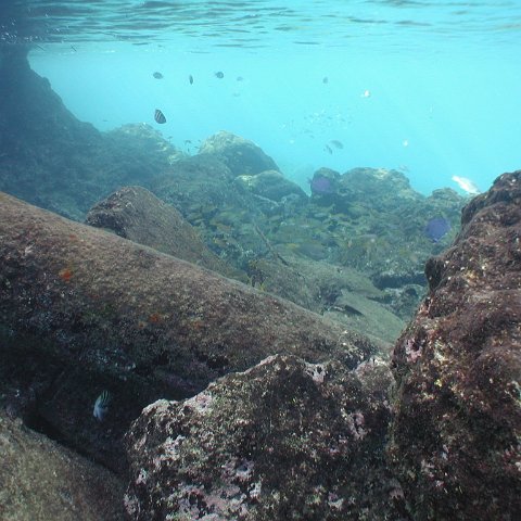 curocaobocaunderwaterleesurvey_137 curocaobocaunderwaterleesurvey_137
