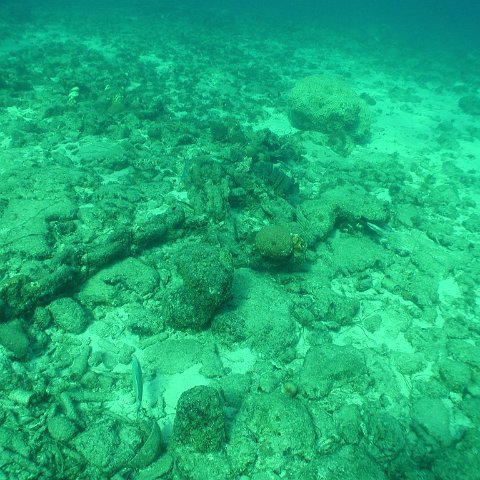 curocaobocaunderwaterleesurvey_140 curocaobocaunderwaterleesurvey_140