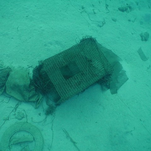 curocaobocaunderwaterleesurvey_141 curocaobocaunderwaterleesurvey_141
