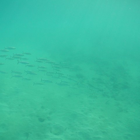curocaobocaunderwaterleesurvey_142 curocaobocaunderwaterleesurvey_142