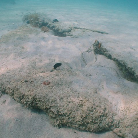 curocaobocaunderwaterleesurvey_143 curocaobocaunderwaterleesurvey_143