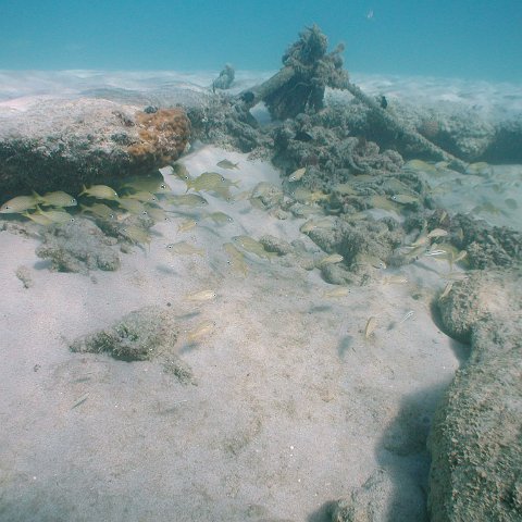 curocaobocaunderwaterleesurvey_144 curocaobocaunderwaterleesurvey_144
