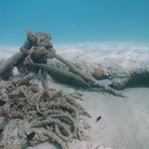 curocaobocaunderwaterleesurvey_145 curocaobocaunderwaterleesurvey_145