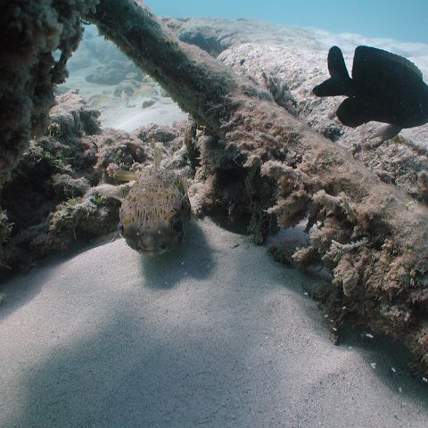 curocaobocaunderwaterleesurvey_146 curocaobocaunderwaterleesurvey_146