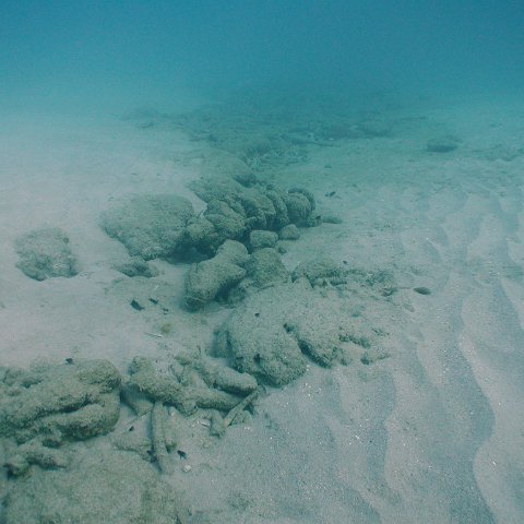 curocaobocaunderwaterleesurvey_147 curocaobocaunderwaterleesurvey_147