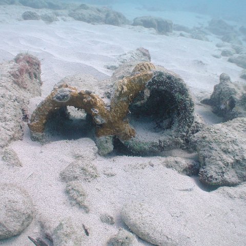 curocaobocaunderwaterleesurvey_148 curocaobocaunderwaterleesurvey_148