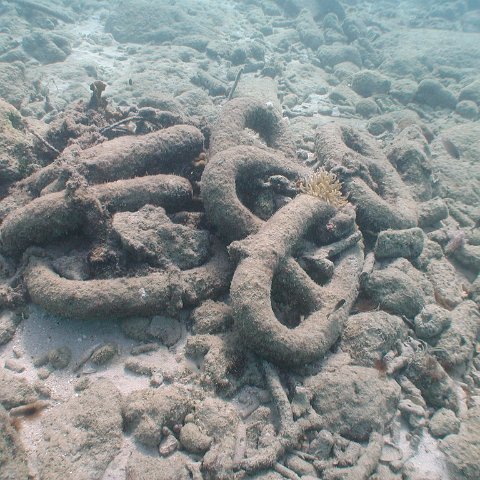 curocaobocaunderwaterleesurvey_149 curocaobocaunderwaterleesurvey_149
