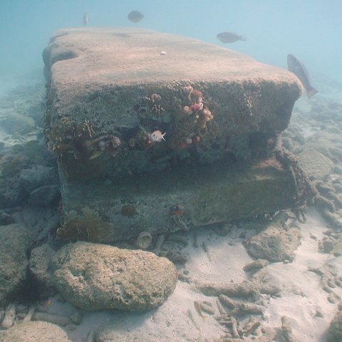 curocaobocaunderwaterleesurvey_152 curocaobocaunderwaterleesurvey_152