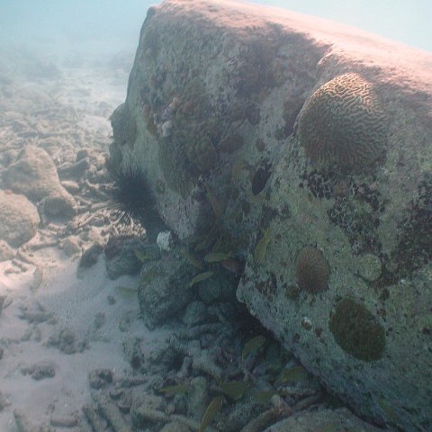 curocaobocaunderwaterleesurvey_153 curocaobocaunderwaterleesurvey_153