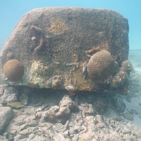 curocaobocaunderwaterleesurvey_154 curocaobocaunderwaterleesurvey_154