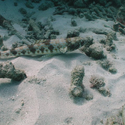 curocaobocaunderwaterleesurvey_156 curocaobocaunderwaterleesurvey_156