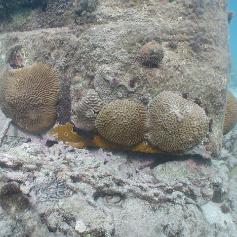 curocaobocaunderwaterleesurvey_157 curocaobocaunderwaterleesurvey_157