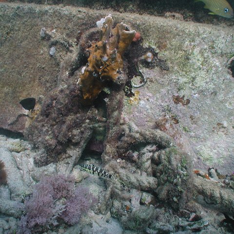 curocaobocaunderwaterleesurvey_158 curocaobocaunderwaterleesurvey_158