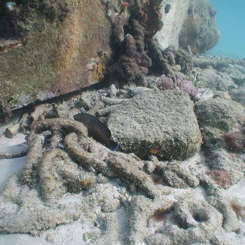 curocaobocaunderwaterleesurvey_159 curocaobocaunderwaterleesurvey_159