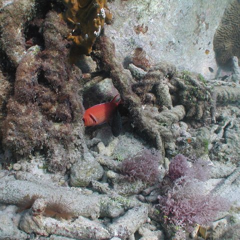 curocaobocaunderwaterleesurvey_160 curocaobocaunderwaterleesurvey_160