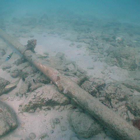 curocaobocaunderwaterleesurvey_161 curocaobocaunderwaterleesurvey_161