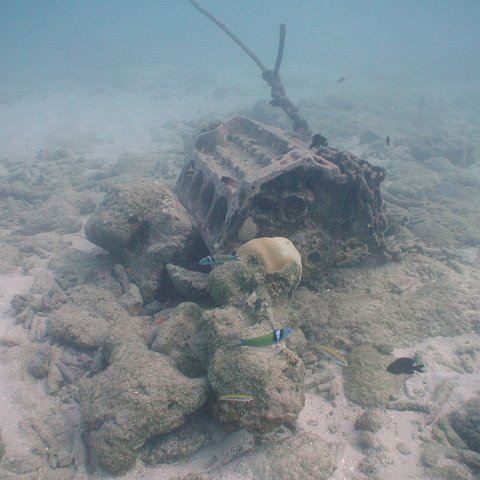 curocaobocaunderwaterleesurvey_163 curocaobocaunderwaterleesurvey_163