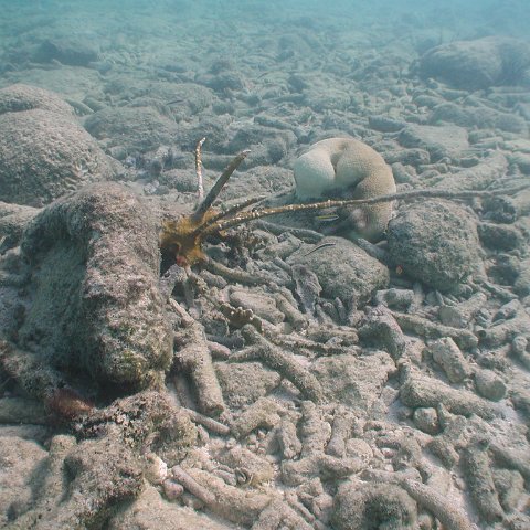 curocaobocaunderwaterleesurvey_165 curocaobocaunderwaterleesurvey_165