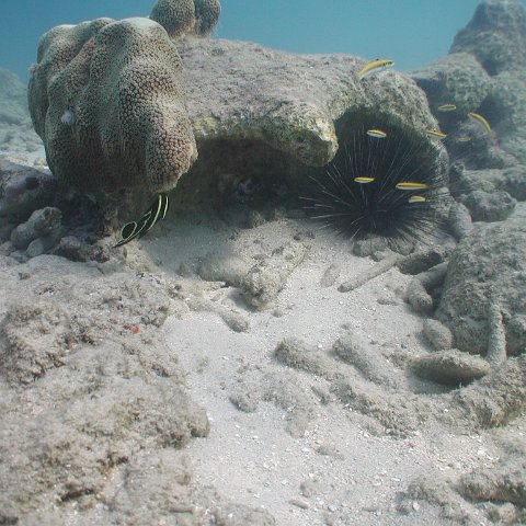 curocaobocaunderwaterleesurvey_166 curocaobocaunderwaterleesurvey_166