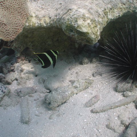 curocaobocaunderwaterleesurvey_167 curocaobocaunderwaterleesurvey_167