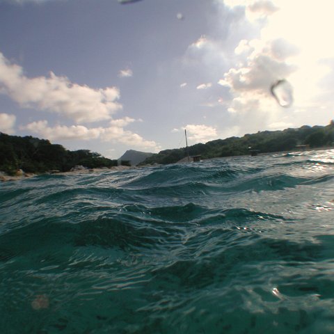 curocaobocaunderwaterleesurvey_168 curocaobocaunderwaterleesurvey_168