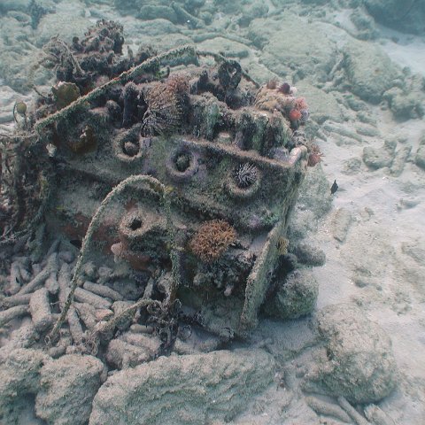 curocaobocaunderwaterleesurvey_169 curocaobocaunderwaterleesurvey_169