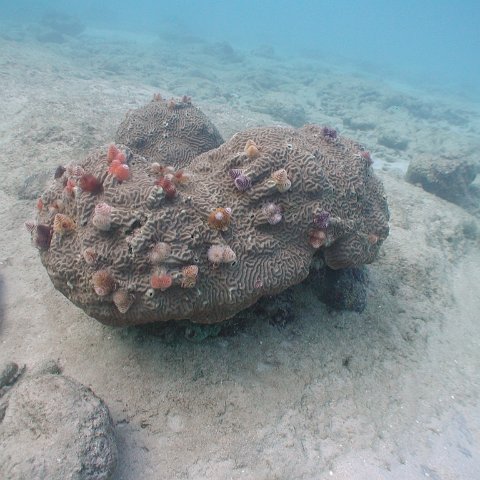 curocaobocaunderwaterleesurvey_170 curocaobocaunderwaterleesurvey_170