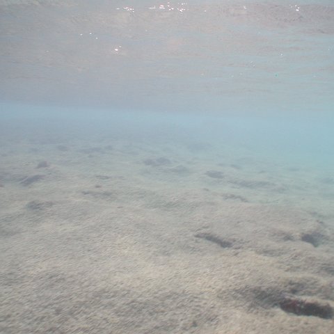 curocaobocaunderwaterleesurvey_171 curocaobocaunderwaterleesurvey_171