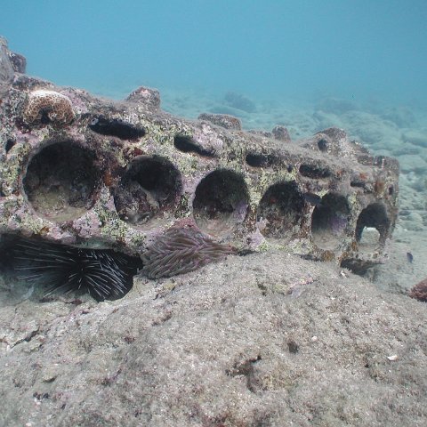 curocaobocaunderwaterleesurvey_174 curocaobocaunderwaterleesurvey_174