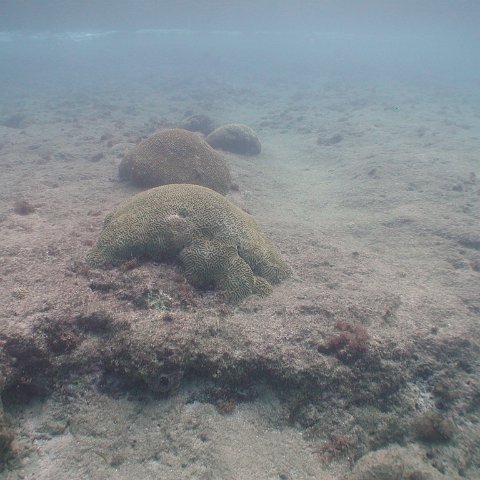 curocaobocaunderwaterleesurvey_175 curocaobocaunderwaterleesurvey_175