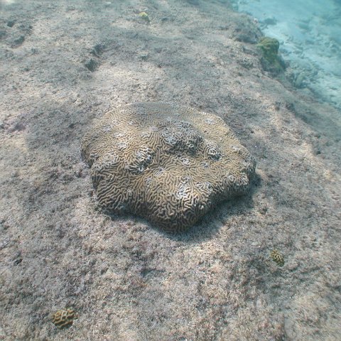 curocaobocaunderwaterleesurvey_176 curocaobocaunderwaterleesurvey_176