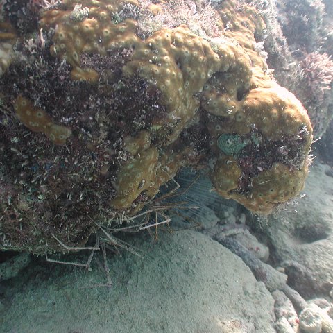 curocaobocaunderwaterleesurvey_178 curocaobocaunderwaterleesurvey_178