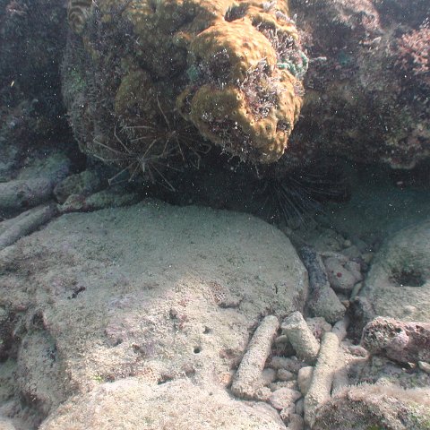 curocaobocaunderwaterleesurvey_179 curocaobocaunderwaterleesurvey_179