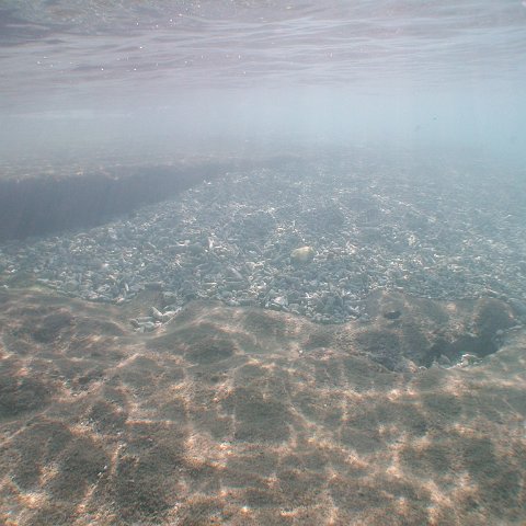 curocaobocaunderwaterleesurvey_180 curocaobocaunderwaterleesurvey_180